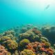 Scuba Diving Adventures: Explore Belize’s Ultimate Guide