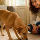 Pet Treats: Engaging Hide-and-Seek Games for Pets