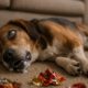 Seizure Management for Pets: Effective Home Remedies