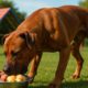 High-Protein Meals Boost Active Dogs’ Health and Energy