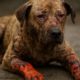 Burn Wound Care for Pets: Safe Healing Tips You Need