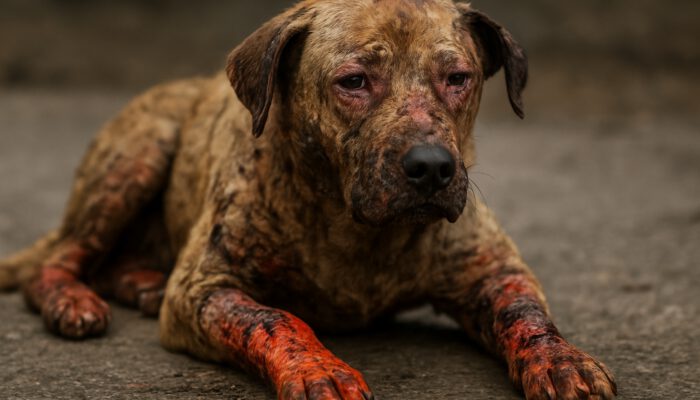 Burn Wound Care for Pets: Safe Healing Tips You Need