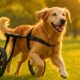 Mobility Aids for Dogs: Keep Your Senior Dog Active