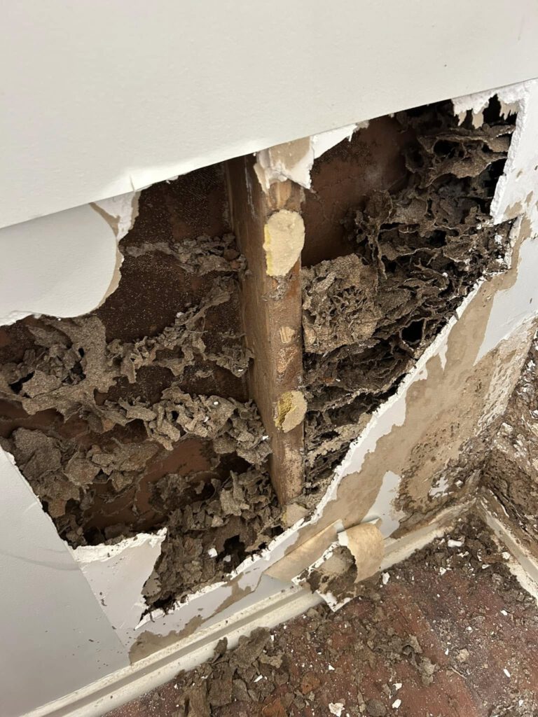 Termite Inspection Timing: Best Winter Tips for Sydney Homes