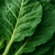 Collard Greens Recipe: A Nutritious Slow-Cooked Meal