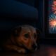 Firework Phobia Solutions for Pets: Effective Comfort Tips