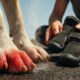 Pavement Safety for Dogs: Key Tips for Hot Weather