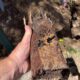 Clay Soil’s Impact on Pipes in Caboolture: Essential Insights