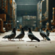 Pigeon Control Services: Efficient Bird Shooting in Sydney