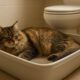 Litter Box Training Tips for Happy and Healthy Felines