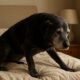 Arthritis Relief for Dogs: Best Home Remedies to Try
