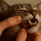 Teeth Brushing Kits for Cats: Essential Tips for Oral Care