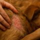 Flea Control for Pets: Prevent Autumn Infestations Now
