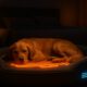 Temperature-Controlled Beds for Pets: The Ultimate Comfort Solution