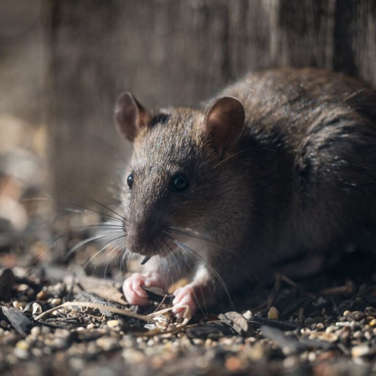 Rodent-Proof Your Home with Effective Tips to Deter Rats