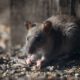 Rodent-Proof Your Home with Effective Tips to Deter Rats
