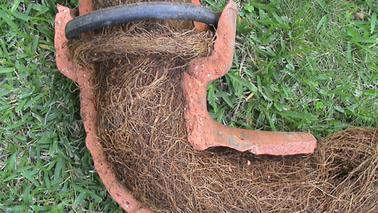 Tree Roots in Drains: A Sutherland Shire Challenge